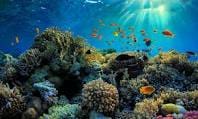 Let's get started. Great Barrier Reef, Australia
