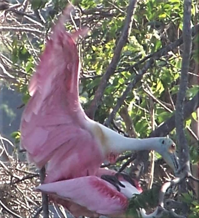 day trip - Galveston to High Island Rookery