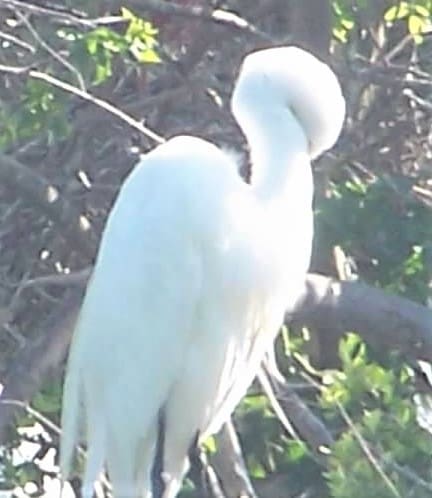 day trip - Galveston to High Island Rookery