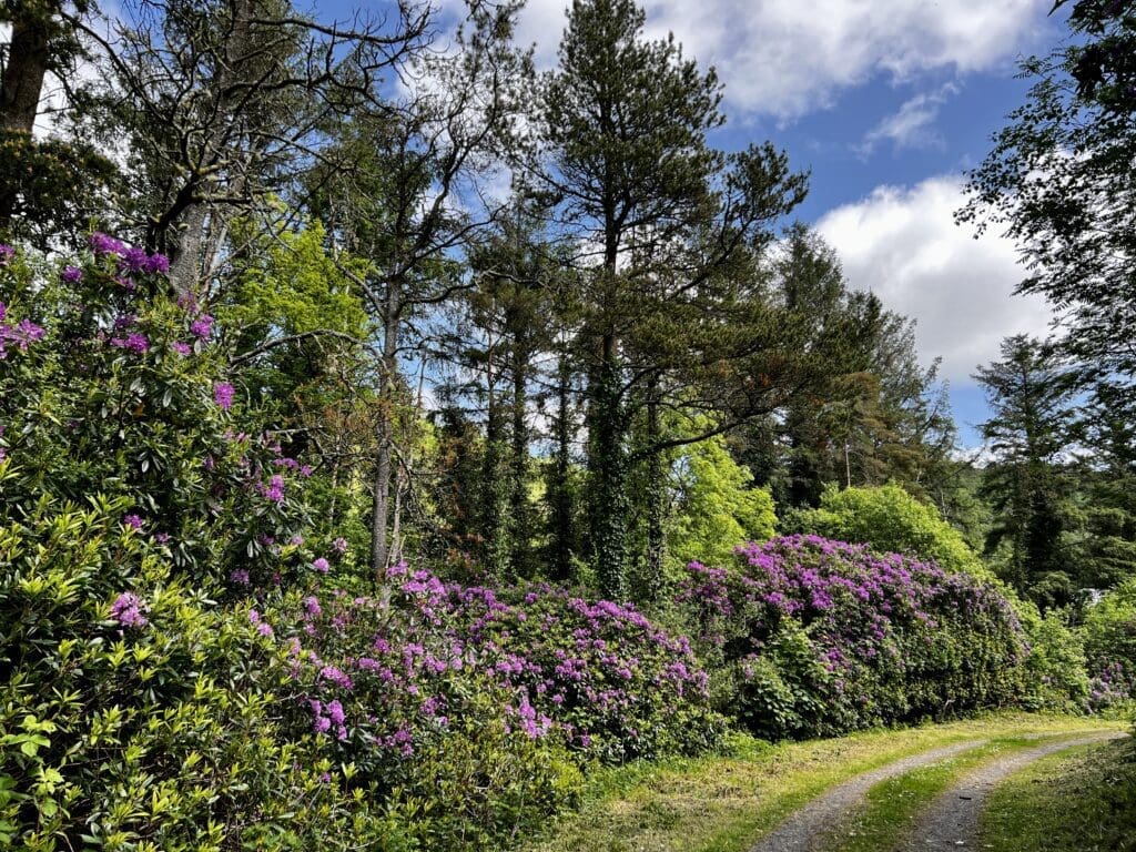 Lush, green beautiful Ireland